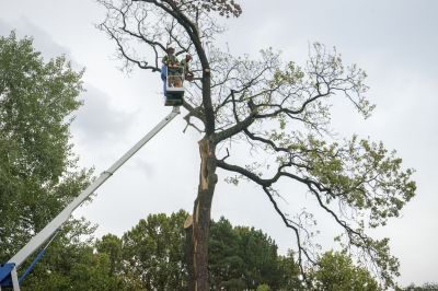 Commercial Site Tree Removal