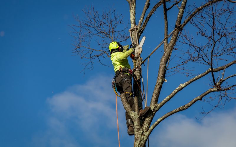 Tree Cutting in Progress