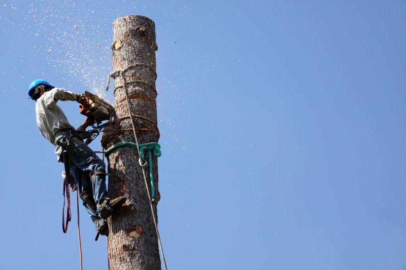 Tree Cutting and Removal Process