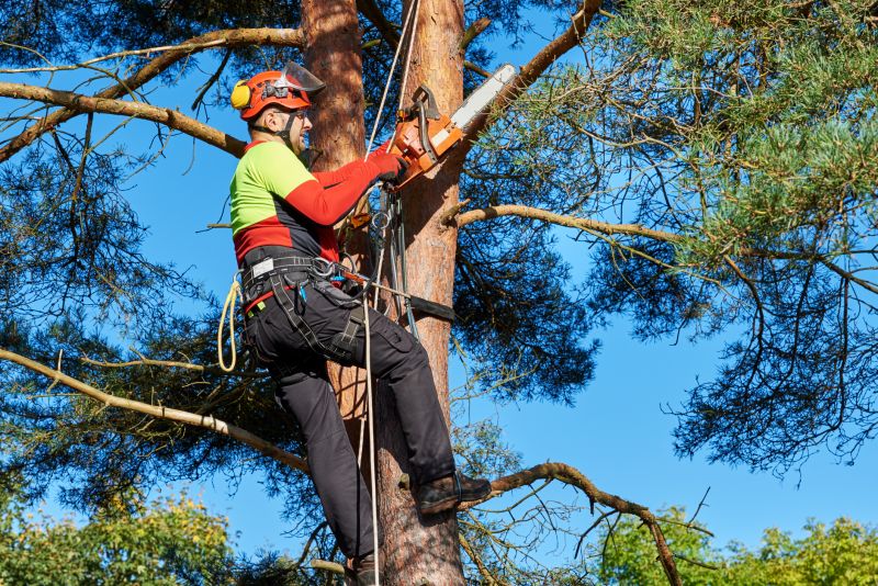 Professional Tree Service Equipment