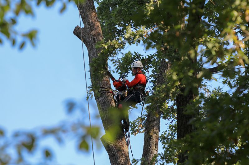 Tree Care Specialists at Work