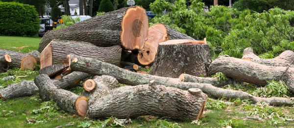 Large Tree Removal in Glen Allen