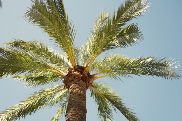 Palm Tree Removal in Glen Allen