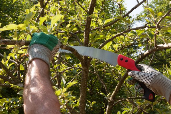 Small Tree Removal in Glen Allen