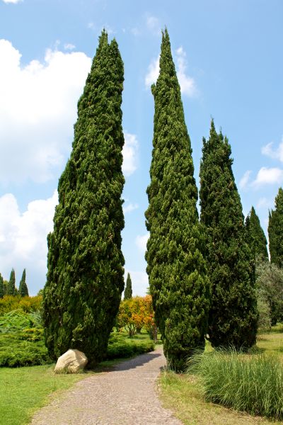 Cypress Tree Removal in Glen Allen