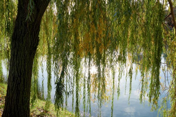 Willow Tree Removal in Glen Allen