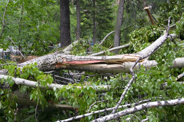 Birch Tree Removal in Glen Allen