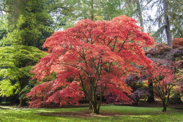 Maple Tree Removal in Glen Allen