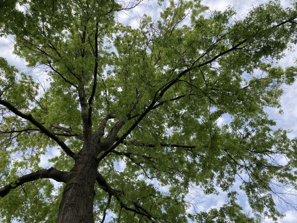 Oak Tree Removal in Glen Allen
