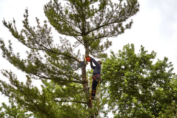 Pine Tree Removal in Glen Allen