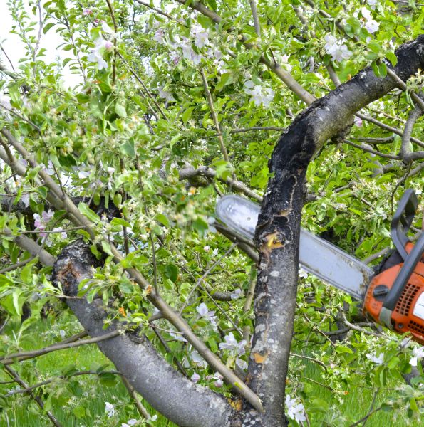 Apple Tree Removal in Glen Allen