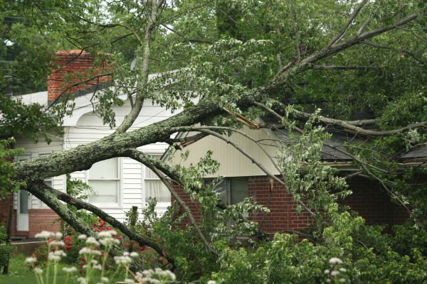 Emergency Tree Removal in Glen Allen