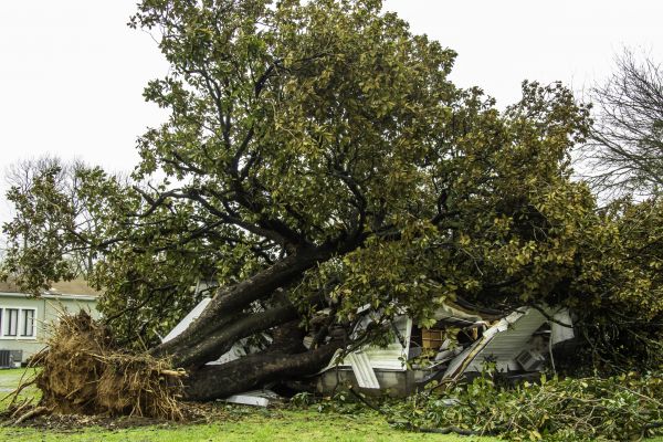 Fallen Tree Removal in Glen Allen