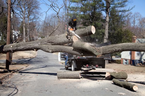 Residential Tree Removal in Glen Allen