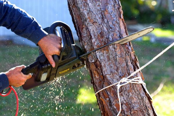 Dead Tree Removal in Glen Allen